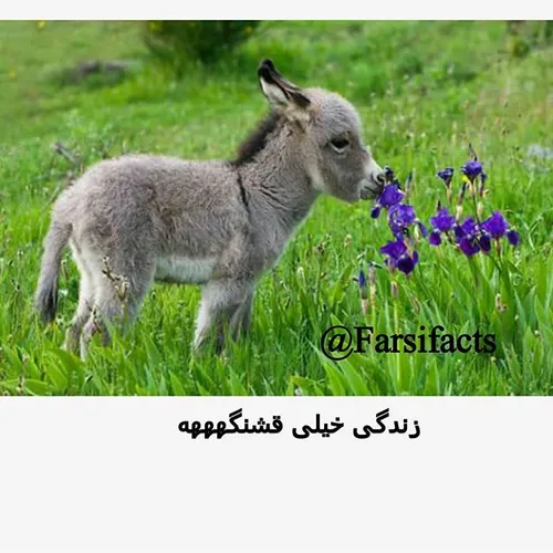 سلام صبح بخیر