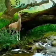 سلام صبح همه دوستان ویسکون بخیر و شادی