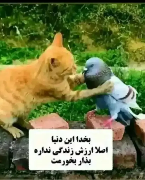 جررررر 🥺🤣🤣🤣