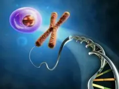 کروموزوم‌های X حامل ژن‌هایی هستند که به هوش مرتبط هستند ب