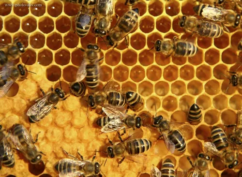 زنبورهای عسل می توانند تشخیص دهند که قرار است باران ببارد