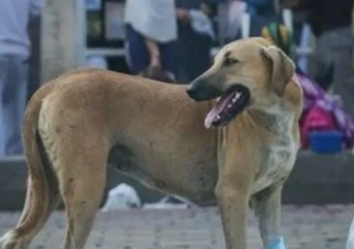 ۷۰ درصد آمار حیوان گزیدگی در اصفهان مربوط به سگ است