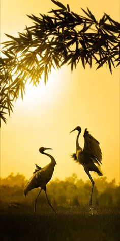رقص پرندگان