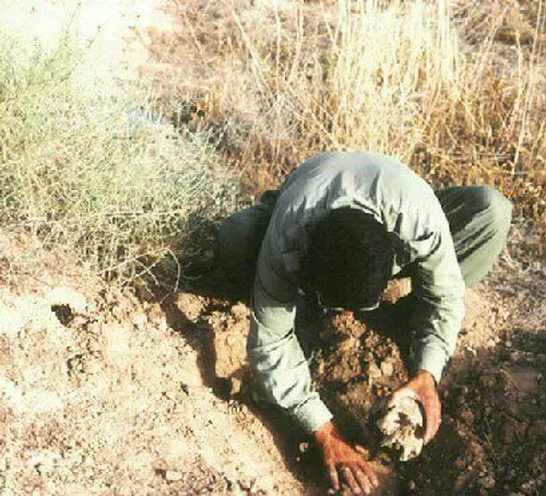 جزیره مجنون جایی است که بچه های تفحص زیر لب زمزمه می کنند