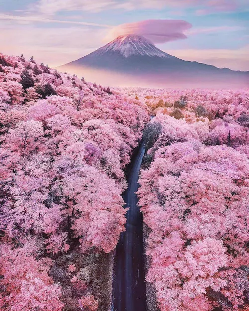 منظره ای از شکوفه های هزاران درخت گیلاس به سمت کوه زیبای 