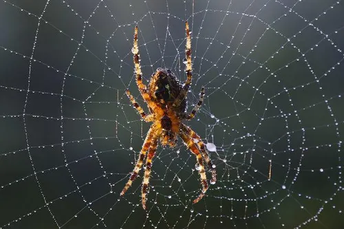 ماده اصلی تار عنکبوت چنان محکم است که در صنعت استفاده های