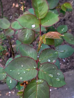 صدای باران زیباترین ترانه خداست😻 ☔ 