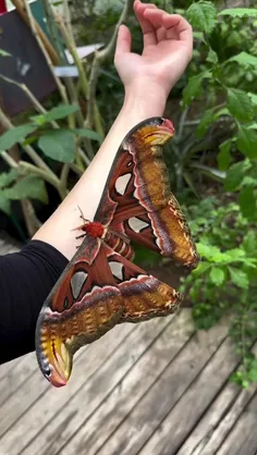 شاپرک اطلس Atlas moth، آتاکوس اطلس، یک شاپرک بزرگ بومی جن