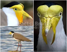 پرنده استرالیایی «Masked lapwing» انگار مال یه سیاره دیگه