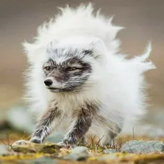 روباه قطبی در حال ریزش مو و آماده شدن برای فصل گرم ...!!!