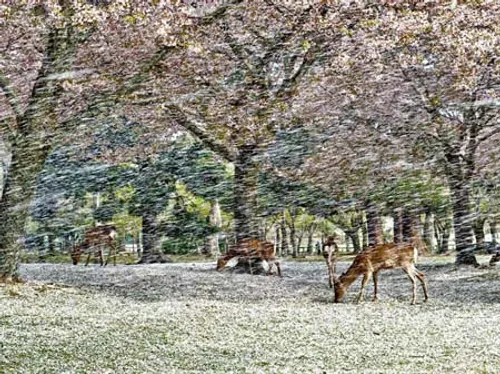 ریزش گلبرگ ها در نارا پارک ژاپن