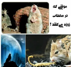 میدونید موش "گراس هاپر" نسبت به زهر عقرب ایمن است و در مه