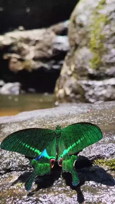 طاووس پاریس Paris peacock گونه‌ای از پروانه دم چلچله‌ای ا