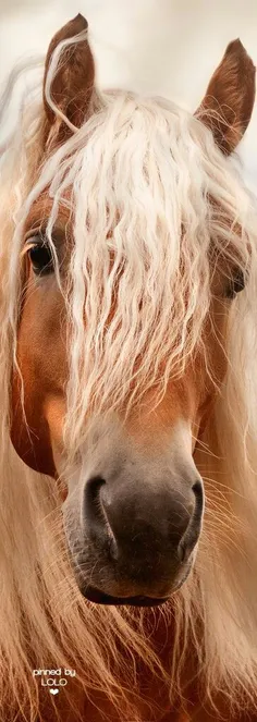#Horse