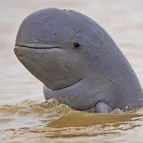 اینم یه نوع نادری از دلفینه به اسم Irrawaddy dolphin