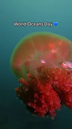 عروس دریایی بشکه‌ای Barrel jelly fish، در شمال شرقی اقیان