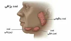 سه زوج غده بزاقی اصلی به نام‌های بناگوشی، تحت فکی و زیر ز