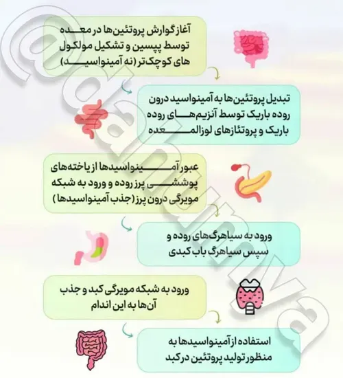 ⬅️مراحل جذب پروتئین ها در بدن