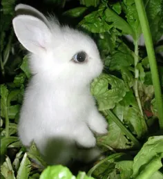 گونه ای از خرگوش قادر است ۱۲ ساعت پس از تولد جفت گیری کند