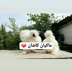 معرفی نژادابریشمی