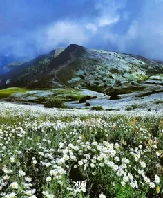 در ستایش زیبایی دشت بابونه 