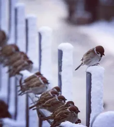 چه زیبا هنری دارد خالق عکس