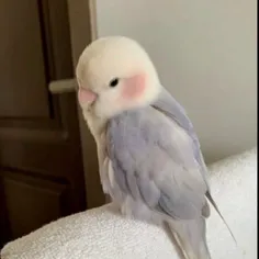 😍😍😍قلبم داره وایمیسته از خوشگلیش