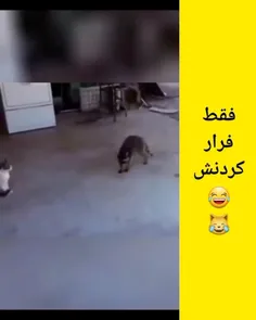 پاره 