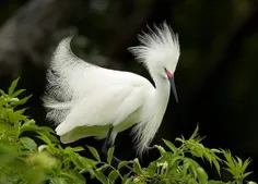 پرنده سفید