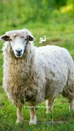 گوسفند برگر