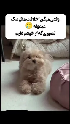 اخلاق مثل سگ خنده دار 