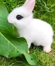 ای جاااان🥺😍🐇