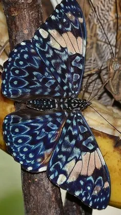 #Butterfly