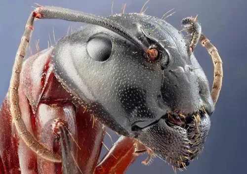 عکس مورچه از نزدیک