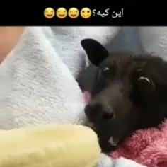 بچه فامیل وقتی می‌فهمه تو جا میوه ای موزه😂🤦🏻
