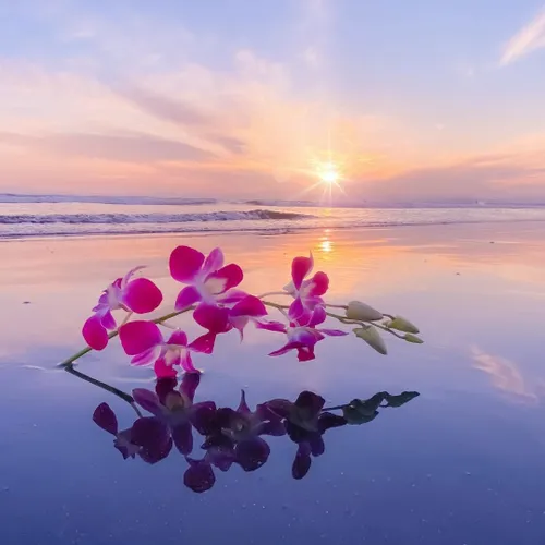 طبیعت گل ساحل دریاچه کپی با ذکر صلوات جهت سلامتی و تعجیل 
