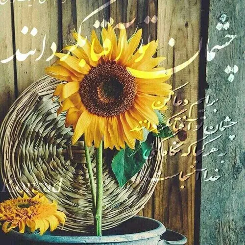 🌻چشمان تو آفتابگردانند
به هر کجا که نگاه کنی،
خدا آنجاست🌻