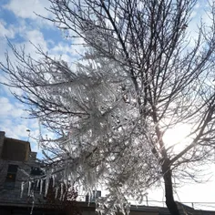 دلم مث این درخته یخ زده بود که یکی اومد زدش شکوند🥺
