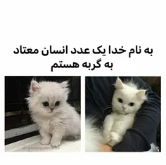 گربه