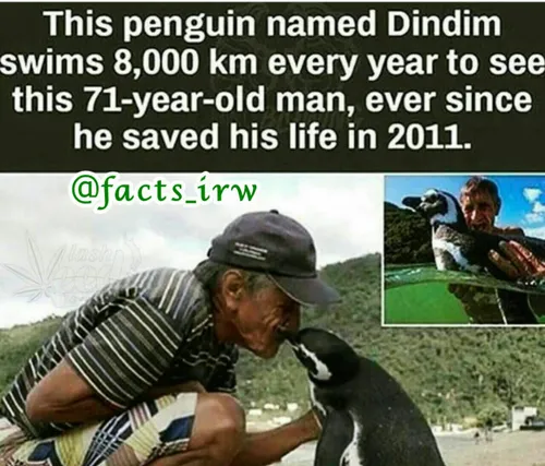 این پنگوئن به اسم "دیندیم" از سال ٢٠١١ هر سال ٨٠٠٠ کیلومت