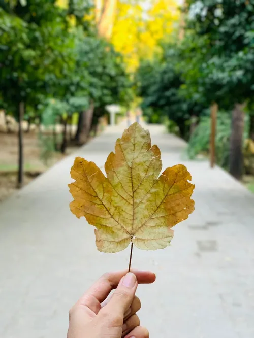 خدایا شکرت 🍁