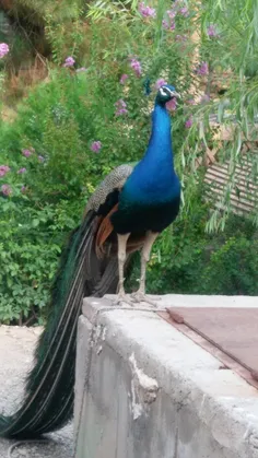 هرکه طاووس خواهد جور هندوستان کشد