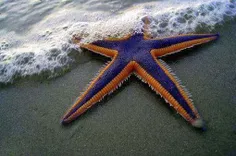ستاره‌ی دریایی با رنگ‌های شگفت‌انگیز