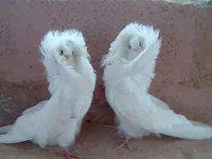 دو کبوتر عاشق