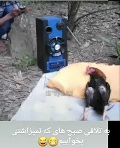 فقط اونجاش که خروسه از ترس میپره بعدش دون میخوره😂😂😂😂