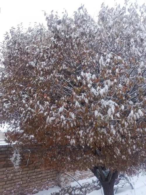 اولین برف پاییزی اصفهان
