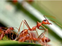 یه سری مورچه داریم خودشون نمیتونن غذای خودشون رو تامین کن