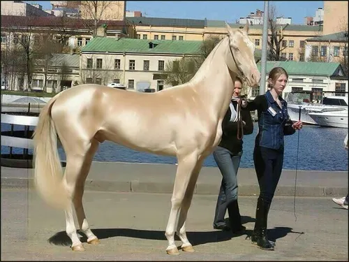 زیباترین اسب سال...
