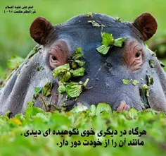 #حکمت_های_علوی