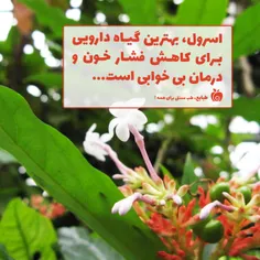 #اسرول،بهترین گیاه دارویی برای کاهش فشارخون و درمان بی‌خو